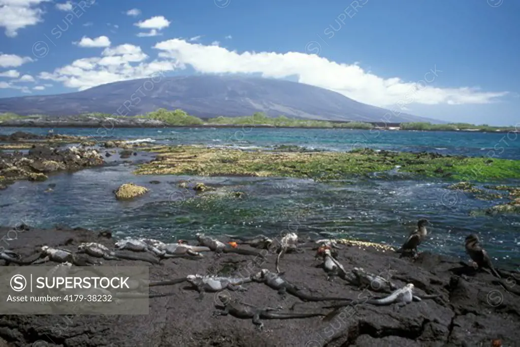 Coastline & Intertidal Zone w/ Marine Iguanas, Sally Lightfoot Crabs, Flightless Cormorants - Punta Espinosa Fernandino Galapagos