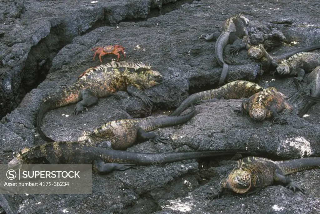 Marine Iguanas on Lava Rock, Galapagos