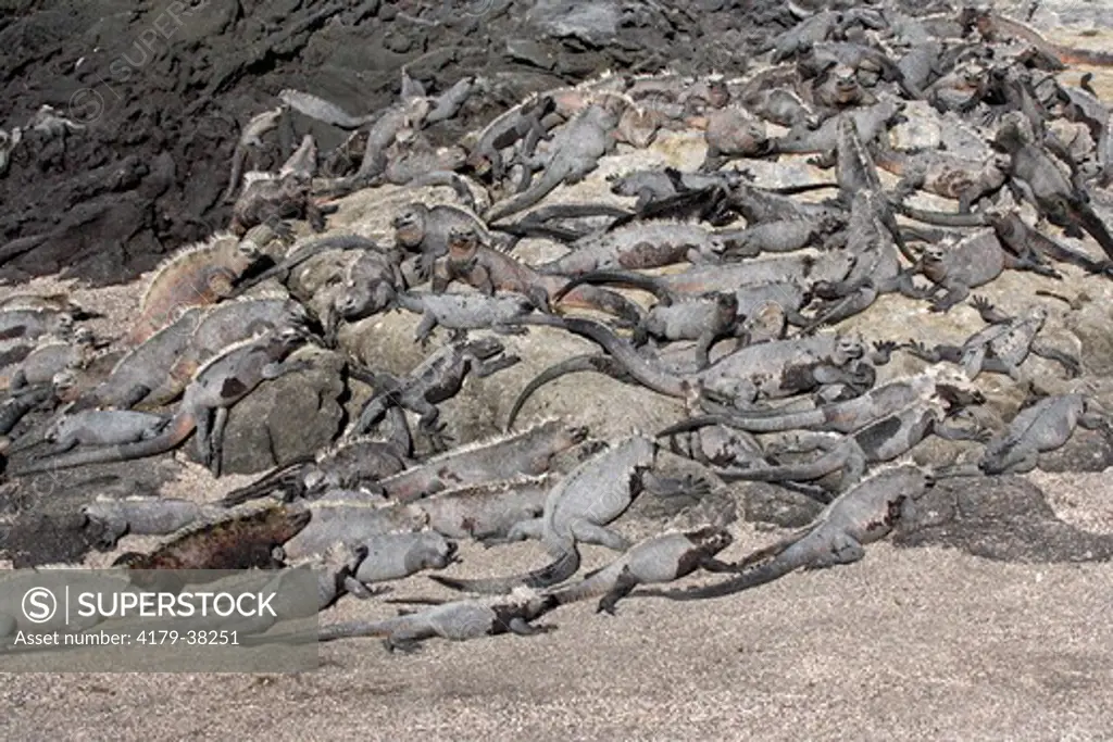 Marine Iguana group of adults on rock resting (Amblyrhynchus cristatus) Galapagos Islands, Ecuador