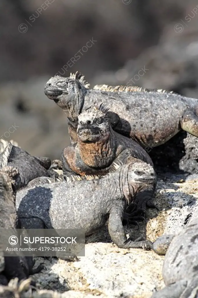 Marine Iguana group of adults on rock resting (Amblyrhynchus cristatus) Galapagos Islands, Ecuador,