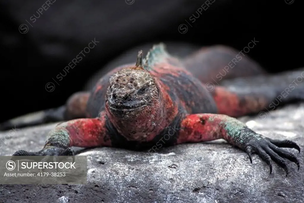 Marine Iguana adult male,on rock resting(Amblyrhynchus cristatus) Galapagos Islands, Ecuador