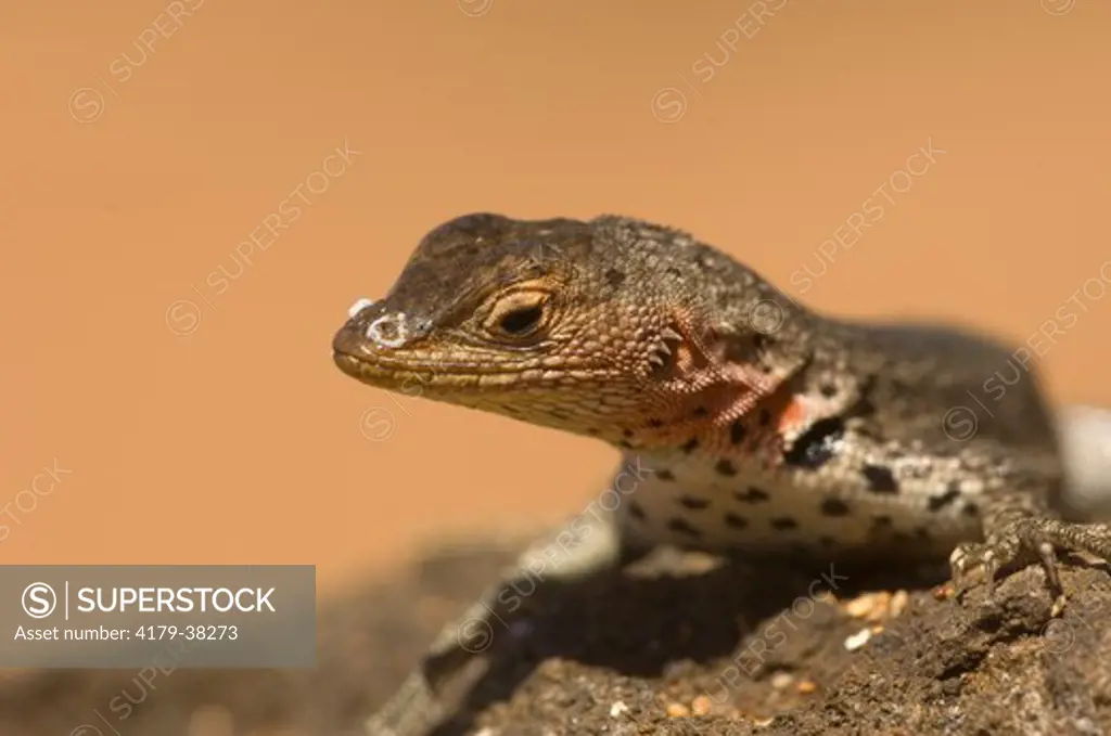 Lava lizard (Microlophus albemarlensis), Bartolome Island, Galapagos, Ecuador on 5/19/06,