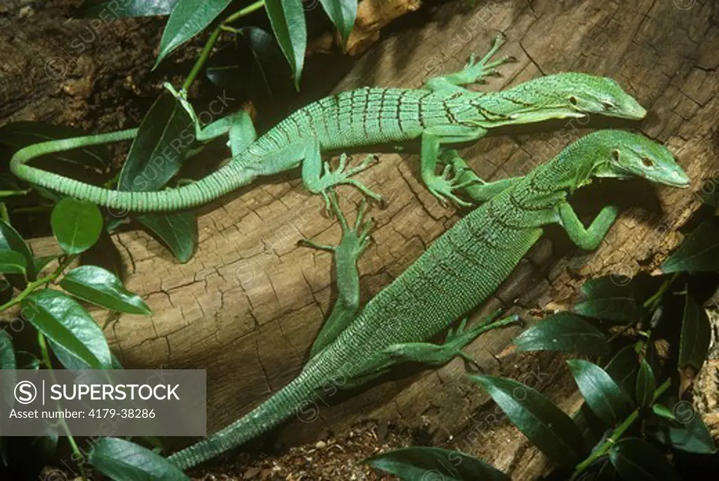 Emerald Tree Monitor (Varanus prasinus) Lizards have prehensile tails.