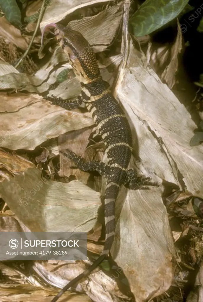 Dumeril's Monitor Lizard, Baby (Varanus dumerili), Indonesia