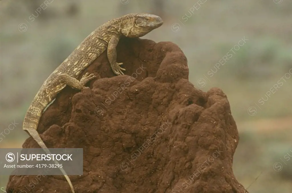 Savannah Monitor Lizard (Varanus exanthematicus) on termite mound, Samburu NP Kenya