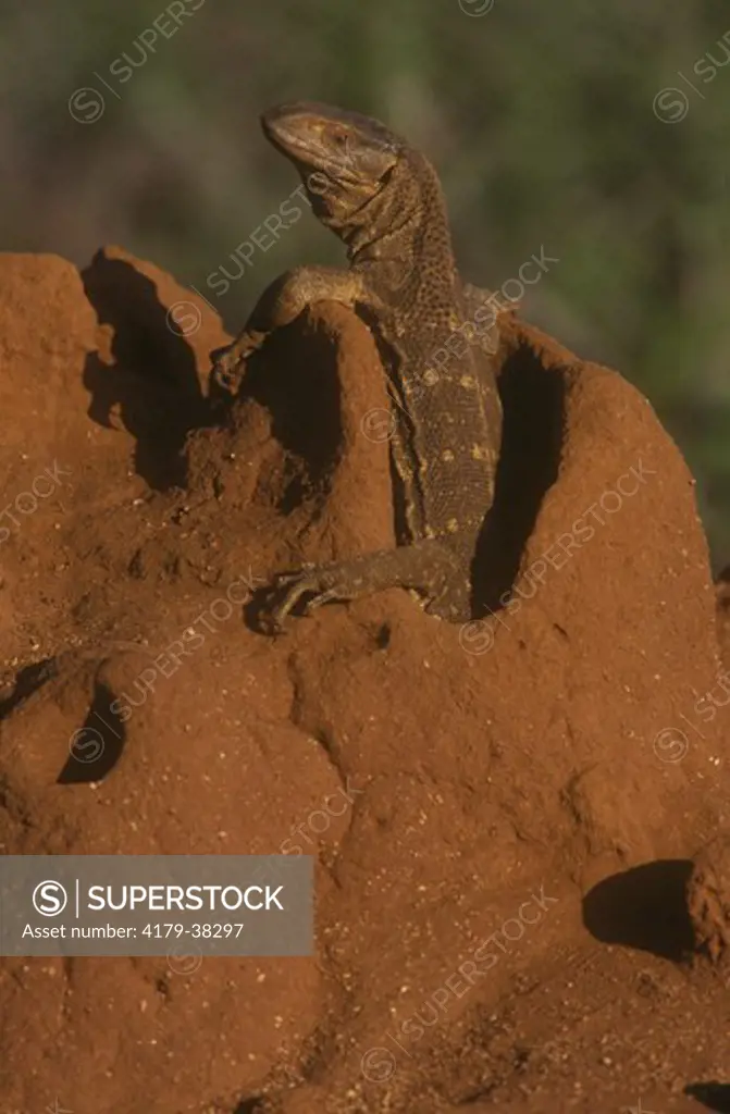 Savannah Monitor Lizard (Varanus exanthematicus), E. Africa