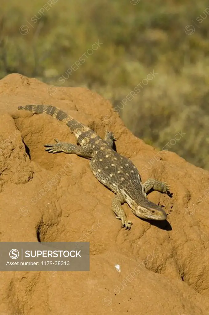 Monitor lizard on termite mound, Samburu National Reserve, Kenya