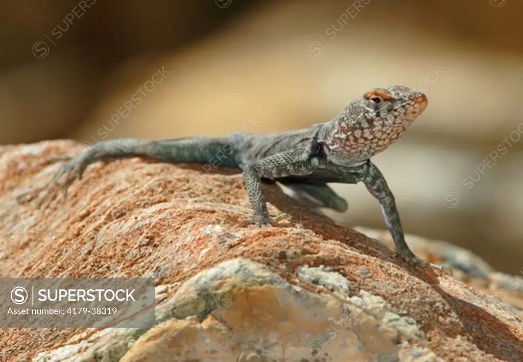 Banded Rock Lizard (Petrosaurus mearnsi) Deep Canyon, Riverside County, California, USA