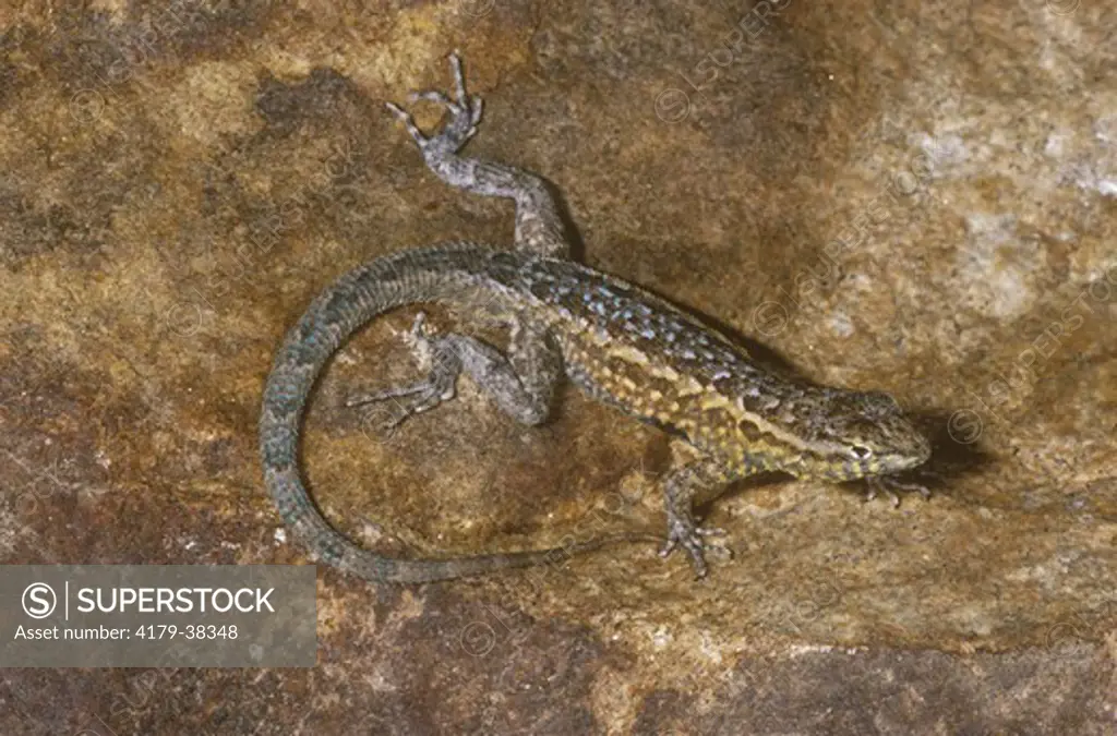 Side-Blotched Lizard (Uta stansburiana) Joshua Tree NM/California