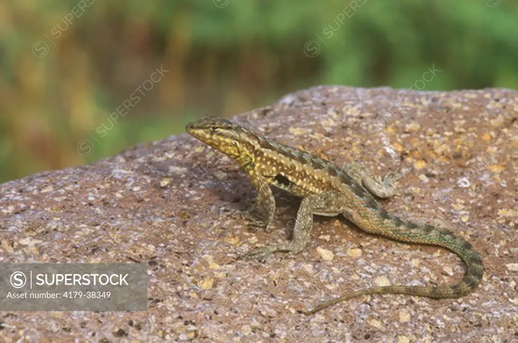 Side Blotched Lizard (Uta stansburiana) Pima Co./AZ