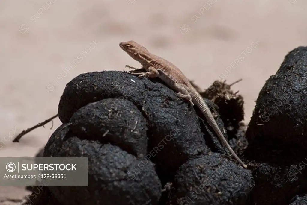 Plateau Side-blotched Lizard on horse dung (Uta stansburiana uniformis) Canyon de Chelly N.M., Arizona, USA