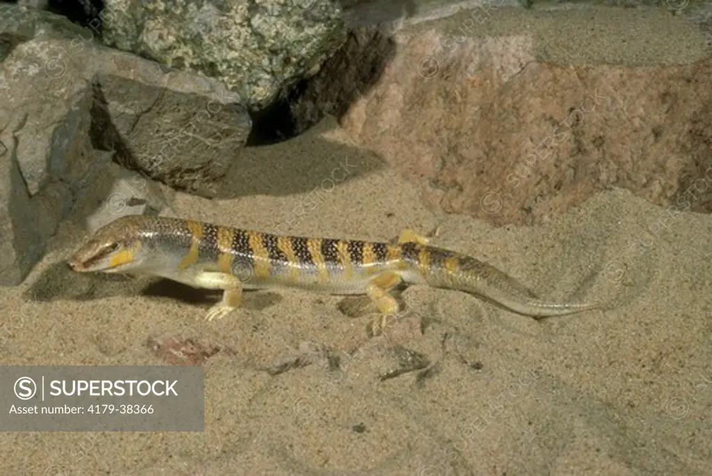 Sand Lizard aka Sand Swimmer (Scincus scincus) Deserts o. Africa to Iran