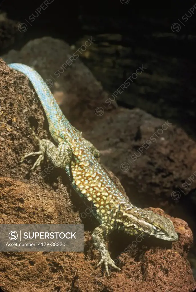 Side Blotched Lizard (Uta stansburiana) SW USA