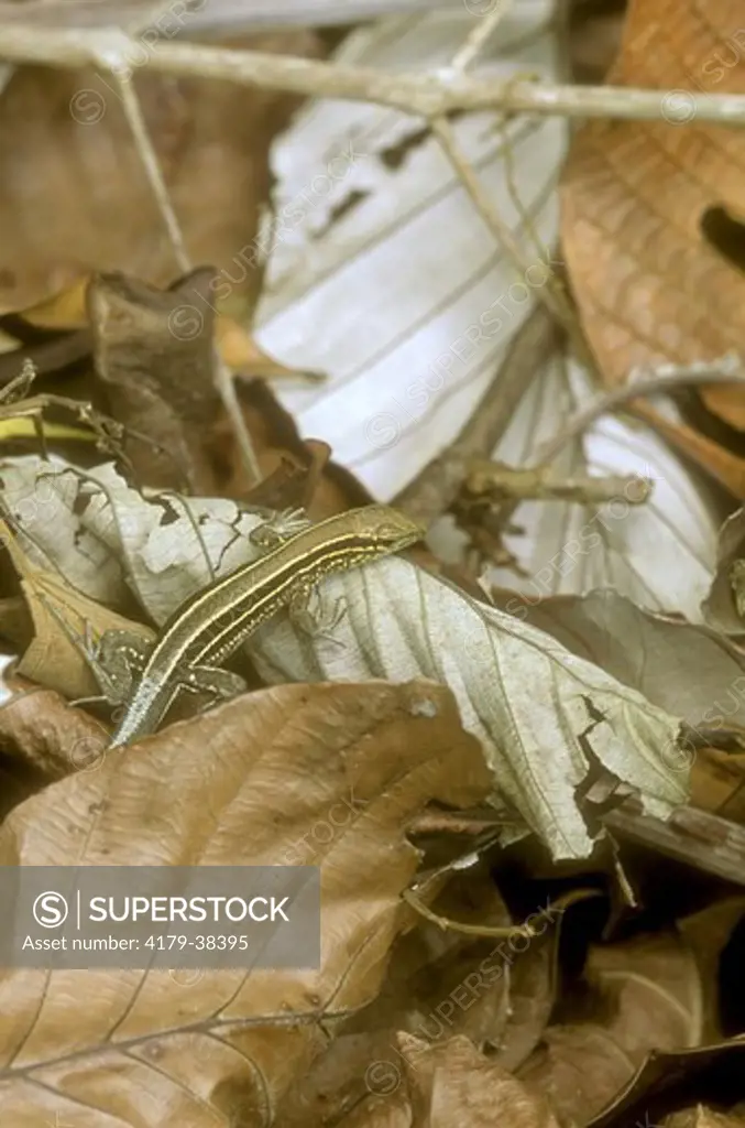 Skink on Rainforest Floor  (Scincidae), Osa Peninsula, Costa Rica
