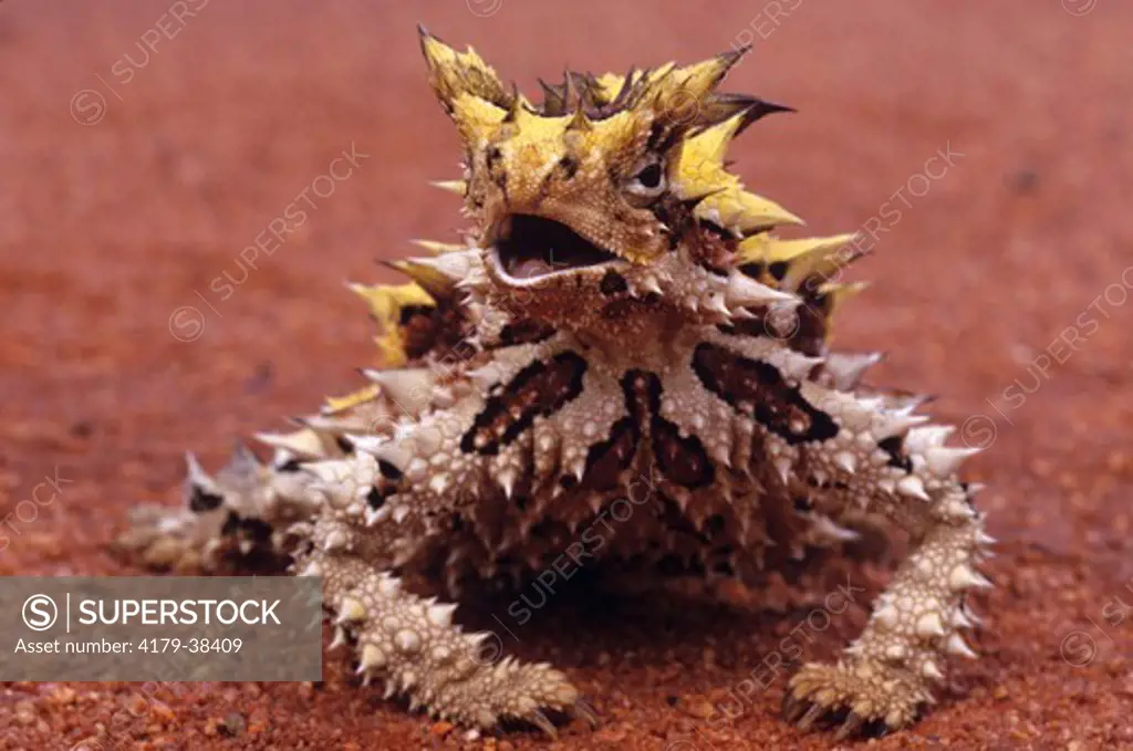 Thorny Devil Calling (Moloch Horridus) Australia