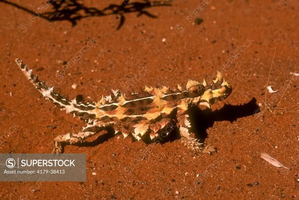 Thorny Devil (Moloch horridus)  Central & Western Australia
