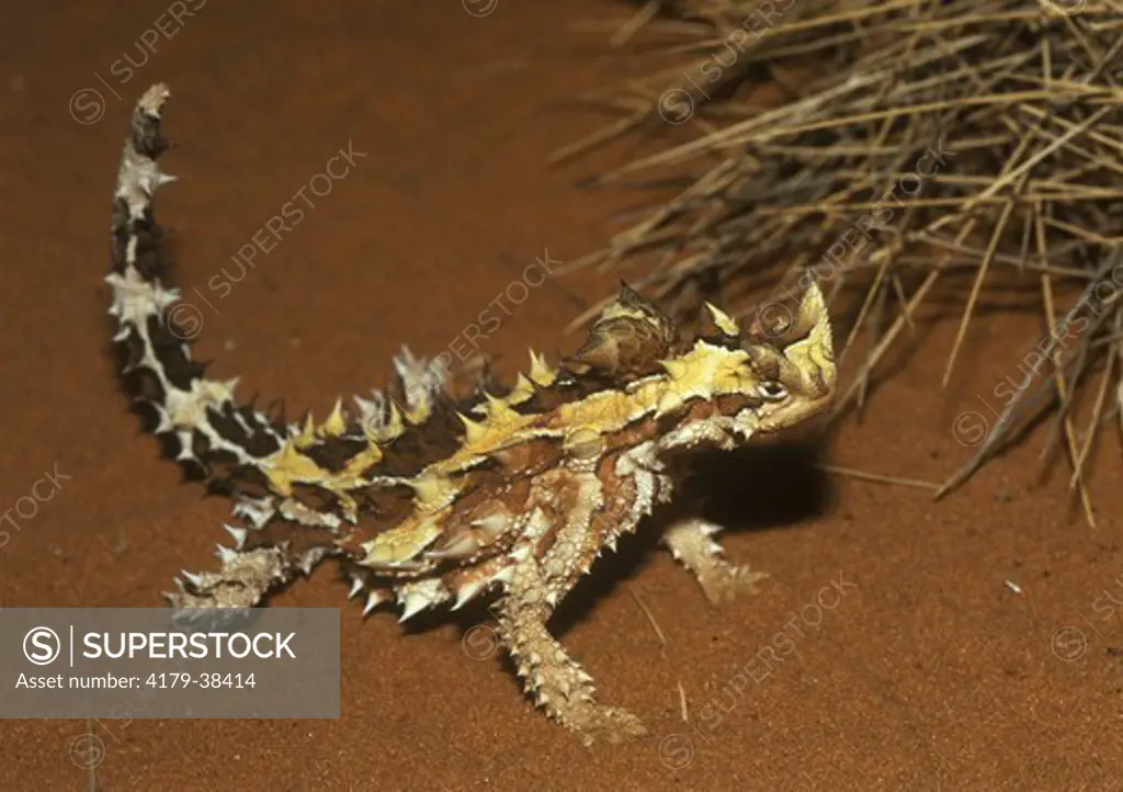 Thorny Devil Lizard (Moloch horridus), Australia