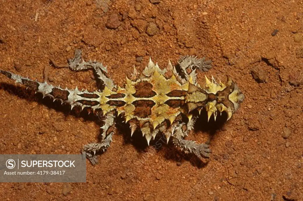 Thorny Devil  (Moloch horridus) Kalbari NP, W. Australia