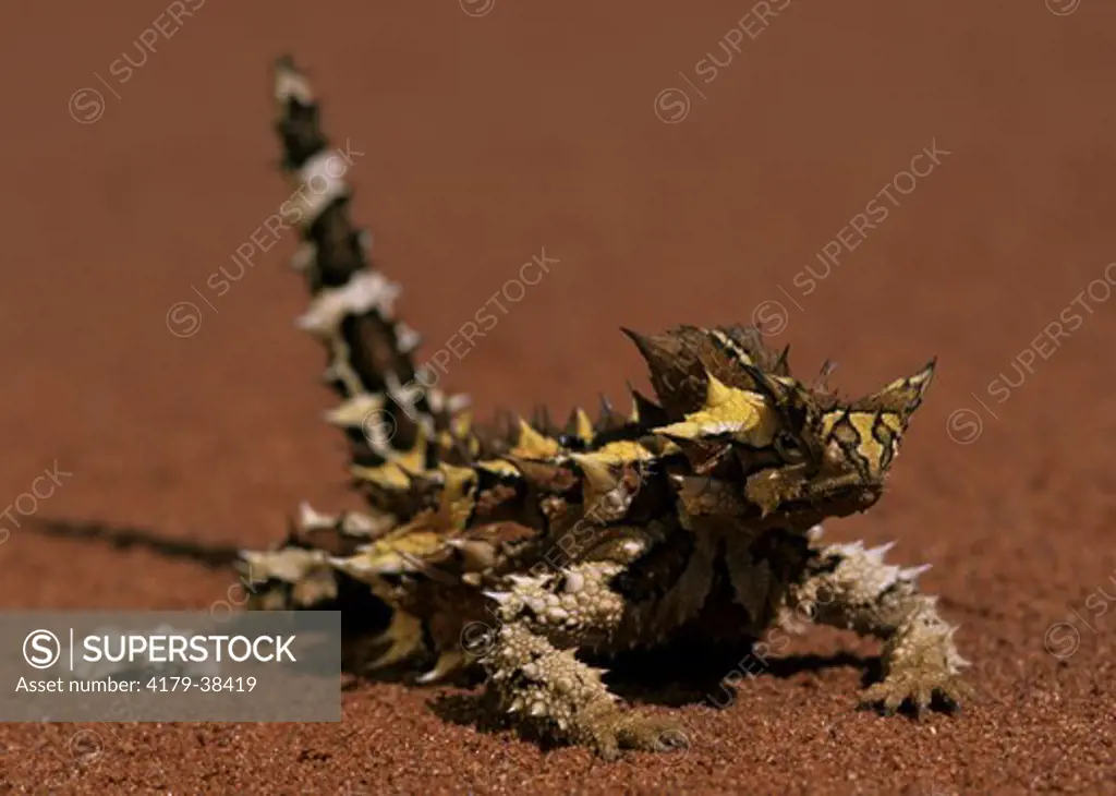 Thorny Devil (Moloch horridus), cute lizard, sunning, Uluru NP,Australia
