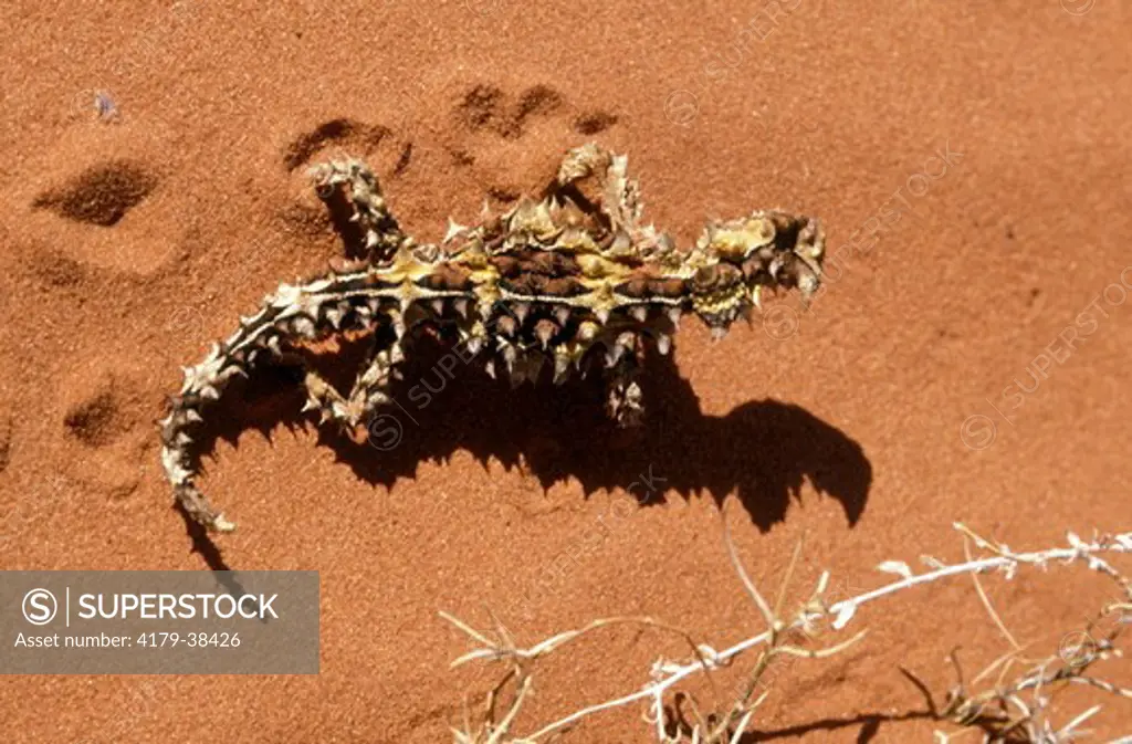 Thorny Devil, feeds only on (Moloch horridus)   ants Central & Western Australia