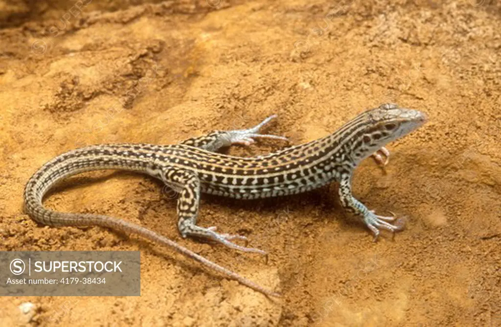 Triploid Checkered Whiptail Lizard (Cnemidophorus neotesselatus),  COlorado