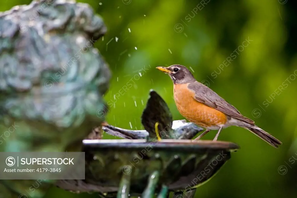 Robin in Birdbath, Central Park, NY