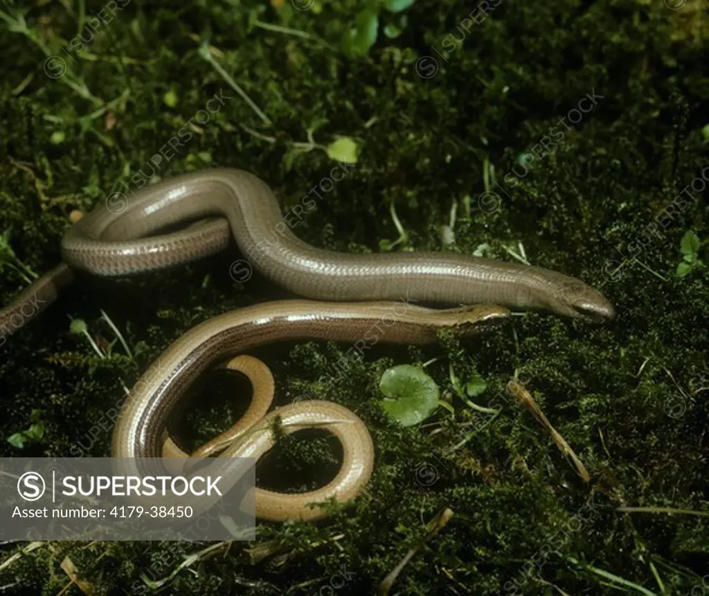 Slow Worms  (Anguis fragilis) Germany