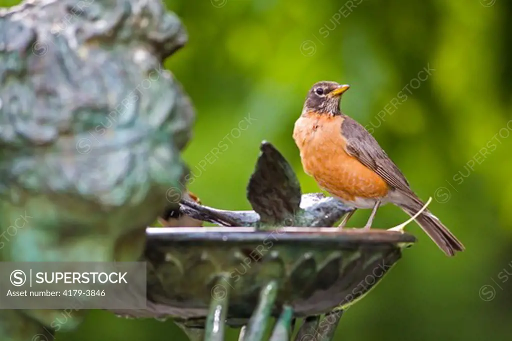 Robin in Birdbath, Central Park, NY
