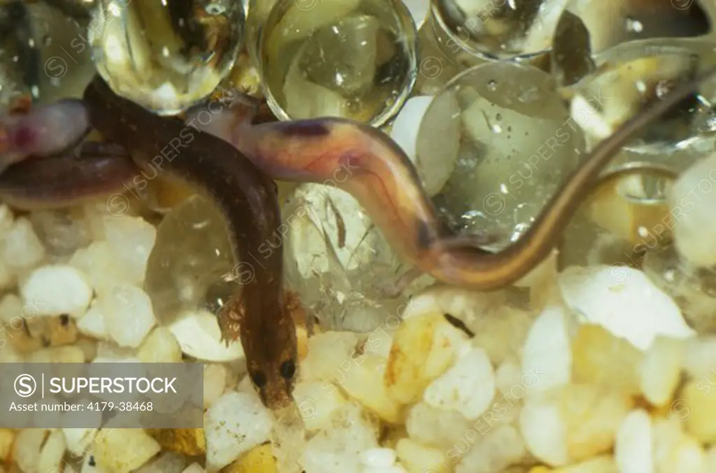 Amphiuma, Salamander (Amphiuma tridactylum) Texas State Aquarium, Corpus Christi, up to 40