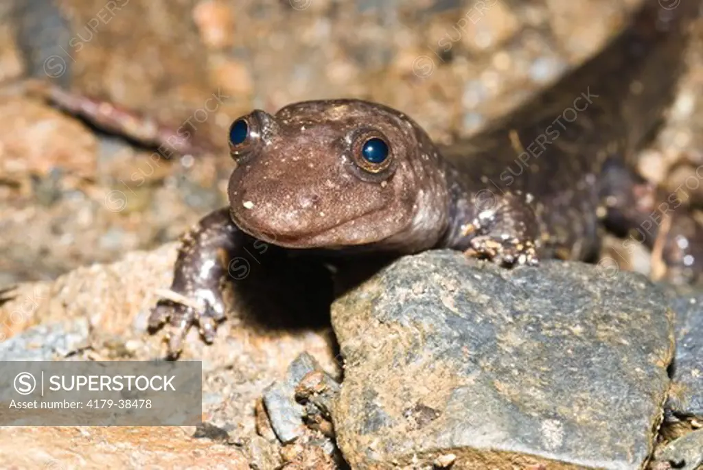 Black Bellied Salamander (Desmognathus quadromaculatus) Chimney Tops Trail, Great Smokey Mountains National Park, TN