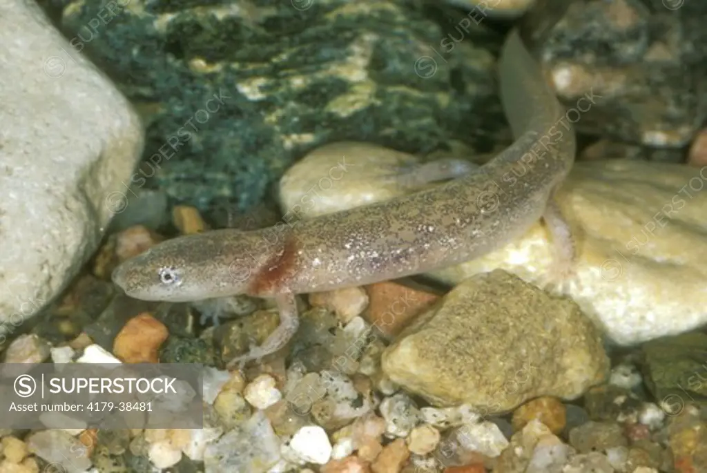 Barton Springs Salamander (Eurycea sosorum) TX, Texas