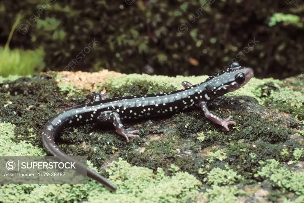 Cumberland Plateau Salamander (Plethodon kentucki), VA