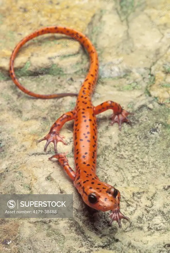Cave Salamander, Eurycea lucifuga, Tennessee, Anderson Co.