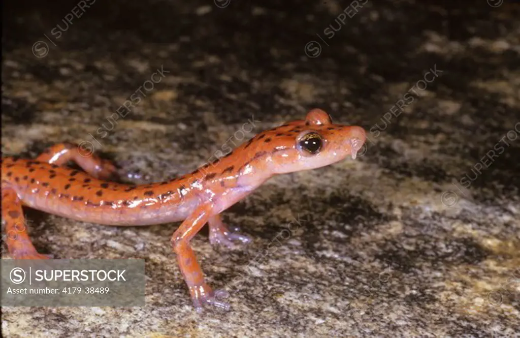 Cave Salamander, Eurycea lucifuga, Virginia, Scott Co., Speer's Ferry Cave