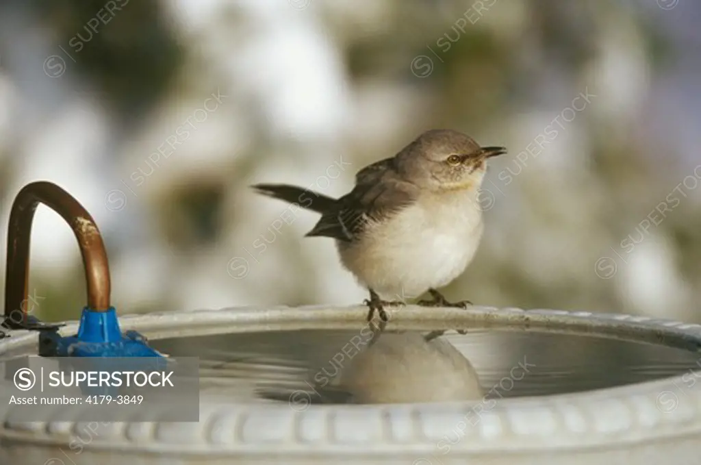Northern Mockingbird at heated Bird Bath, Marion Co., IL (Mimus polyglottos)