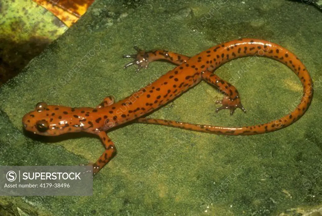 Cave Salamander (Eurycea lucifuga), Anderson Co., Tennessee, IC