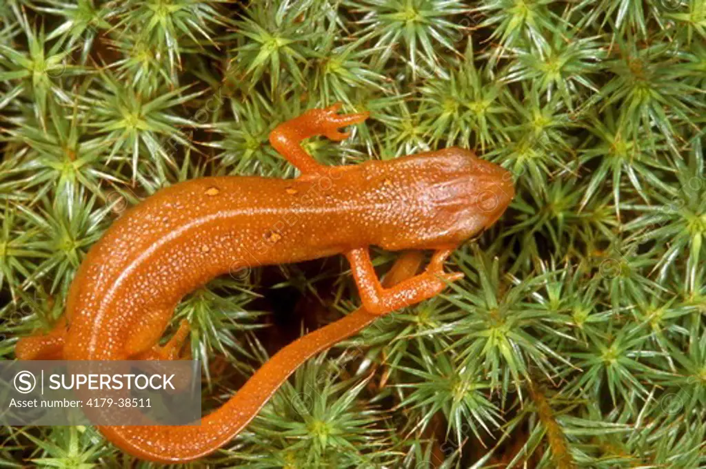 Red Eft Stage of Red-spotted Newt, Emmet, MI (Notophthalmus v.)