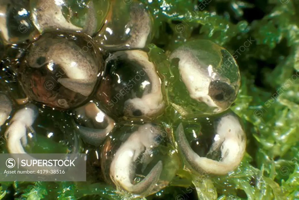 Four-Toed Salamander (Hemidactylium scutatum) eggs & larvae inside
