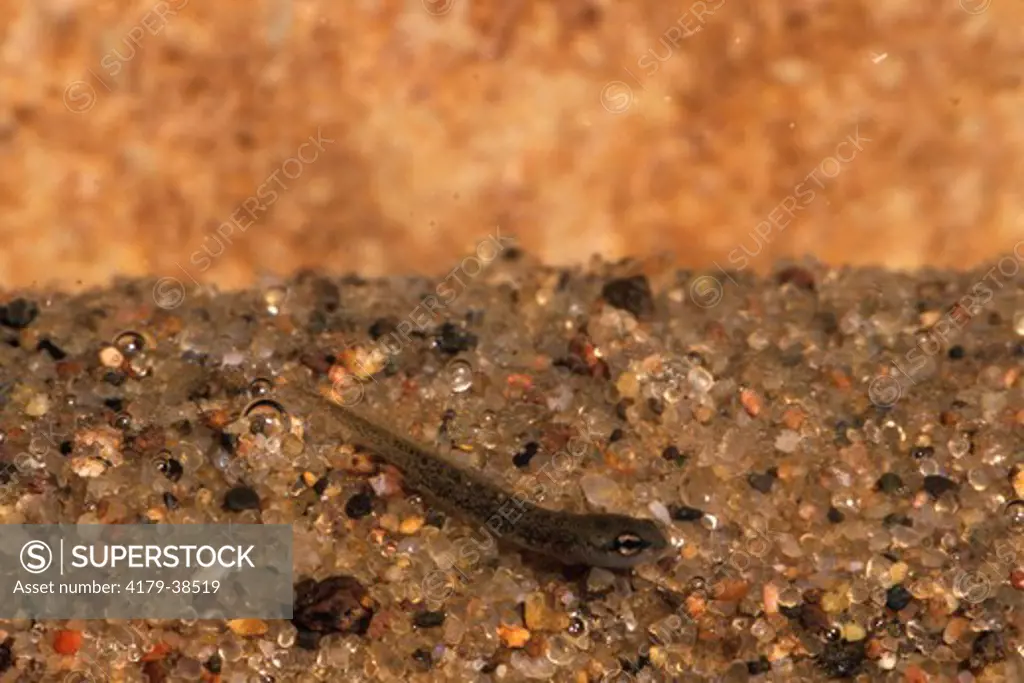 Four-toed Salamander Larva (Hemidactylium scutatum), IC