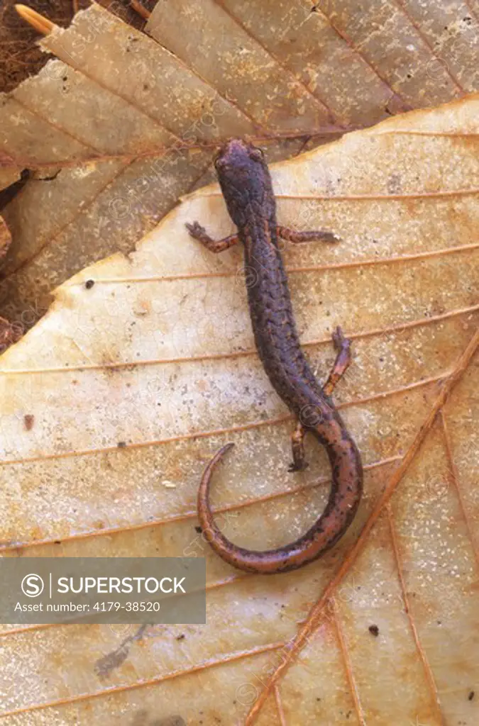 Four-toed Salamander (Hemidactylium scutratum), female, Blackbird SF, DE Delaware