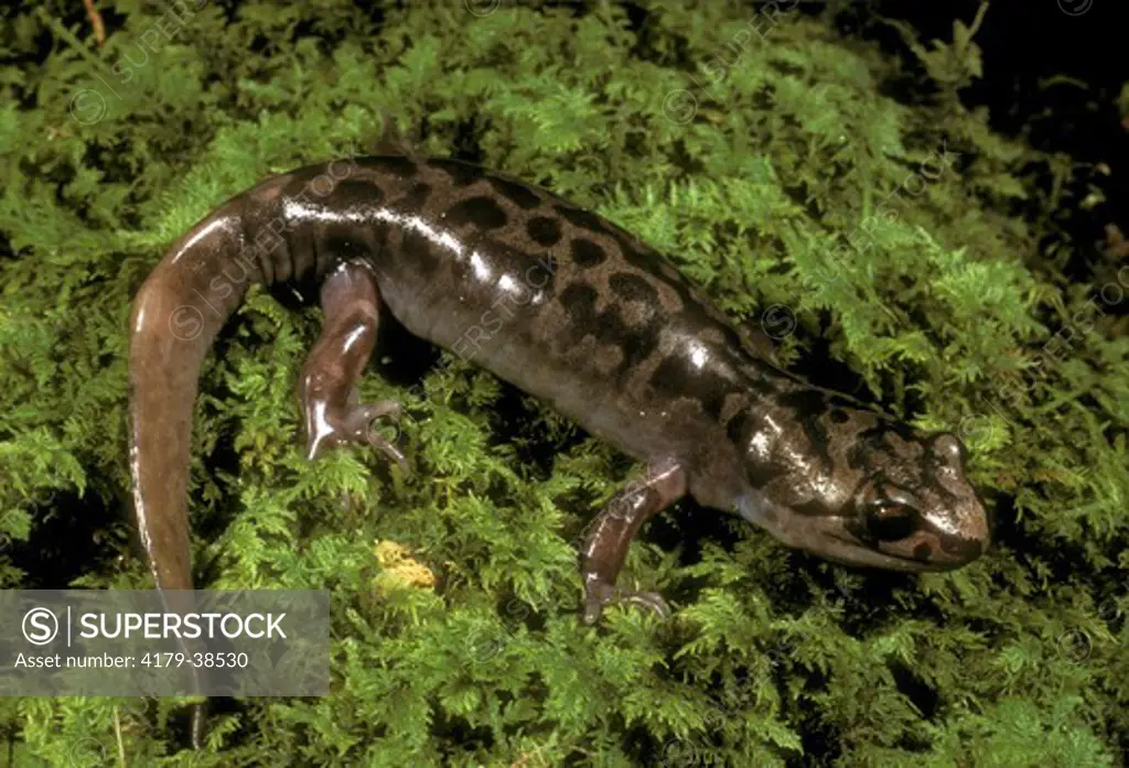Pacific Coast Giant Salamander  (Dicamptodon ensatus)