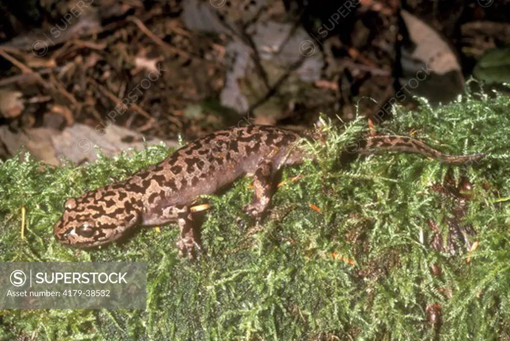 Pacific Coast Giant Salamander  (Dicamptodon ensatus) WA