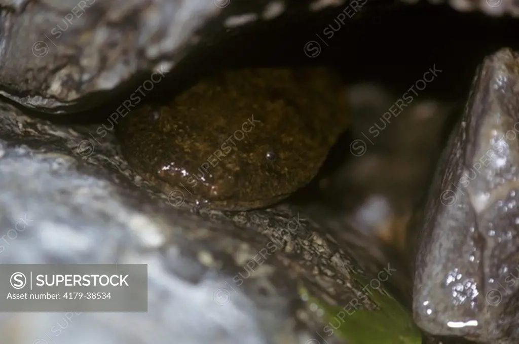 Hellbender (Cryptobranchus alleganiensis) aka Waterdog Smoky Mt. Natl Park - TN 6/98