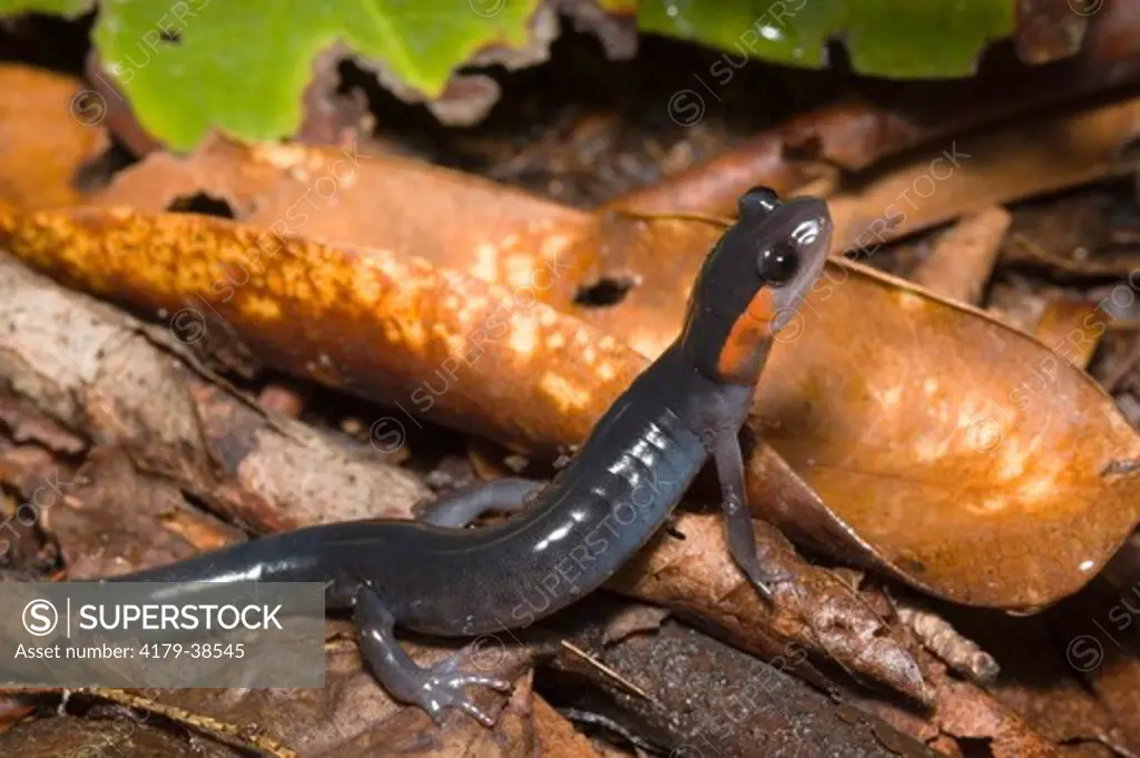 Jordan's Salamander (Plethodon jordani) Chimney Tops Trail, Great Smoky Mountains National Park, TN