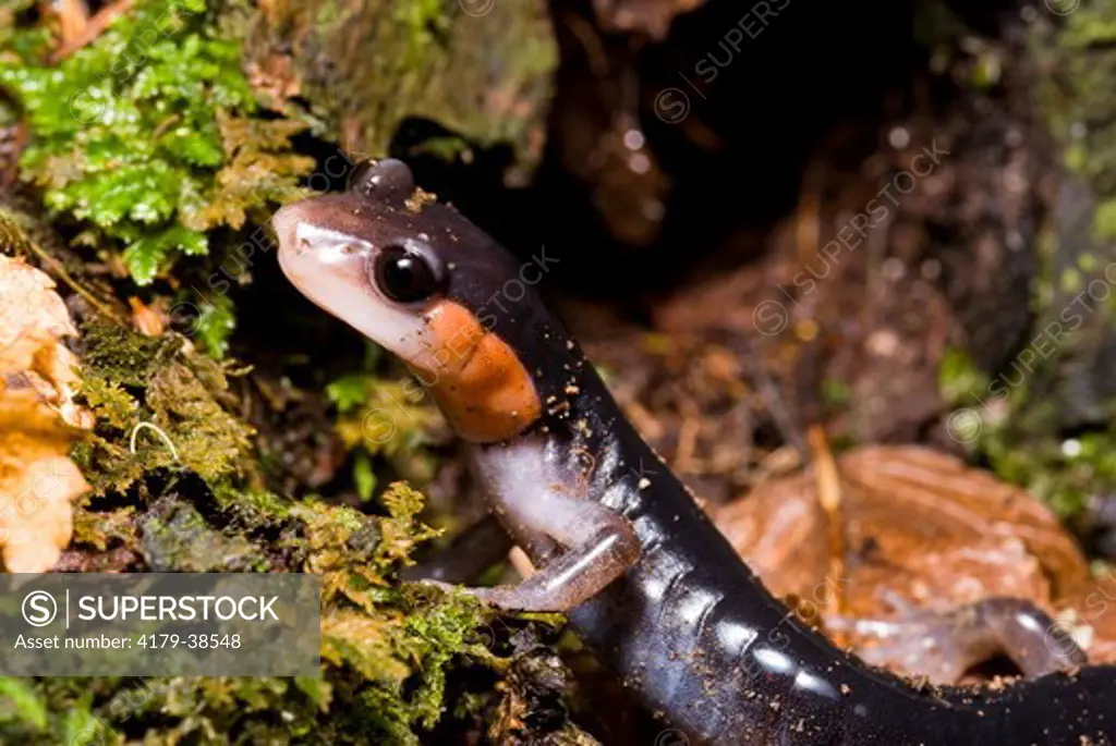Jordan's Salamander (Plethodon jordani) Chimney Tops Trail, Great Smokey Mountains National Park, TN