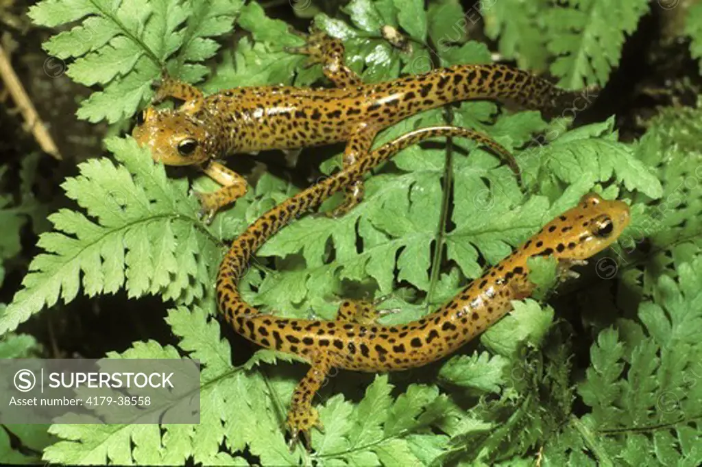 Longtail Salamander (Eurycea l. longicauda), Licking Co., OH