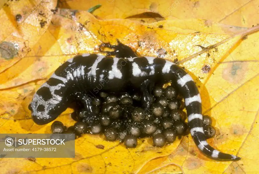 Marbled Salamander guards eggs (Ambystoma opacum) at edge of pond until autumn, rains flood area and eggs hatch