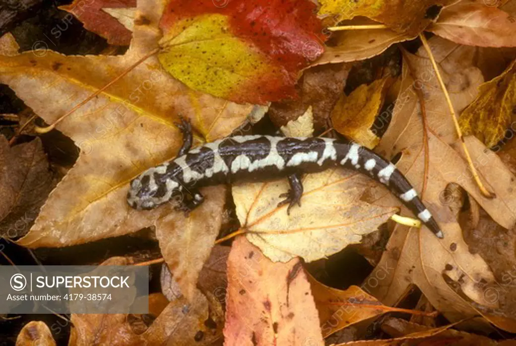 Marbled Salamander in Fall  (Ambystoma opacum), Blackbird S.F., DE Delaware