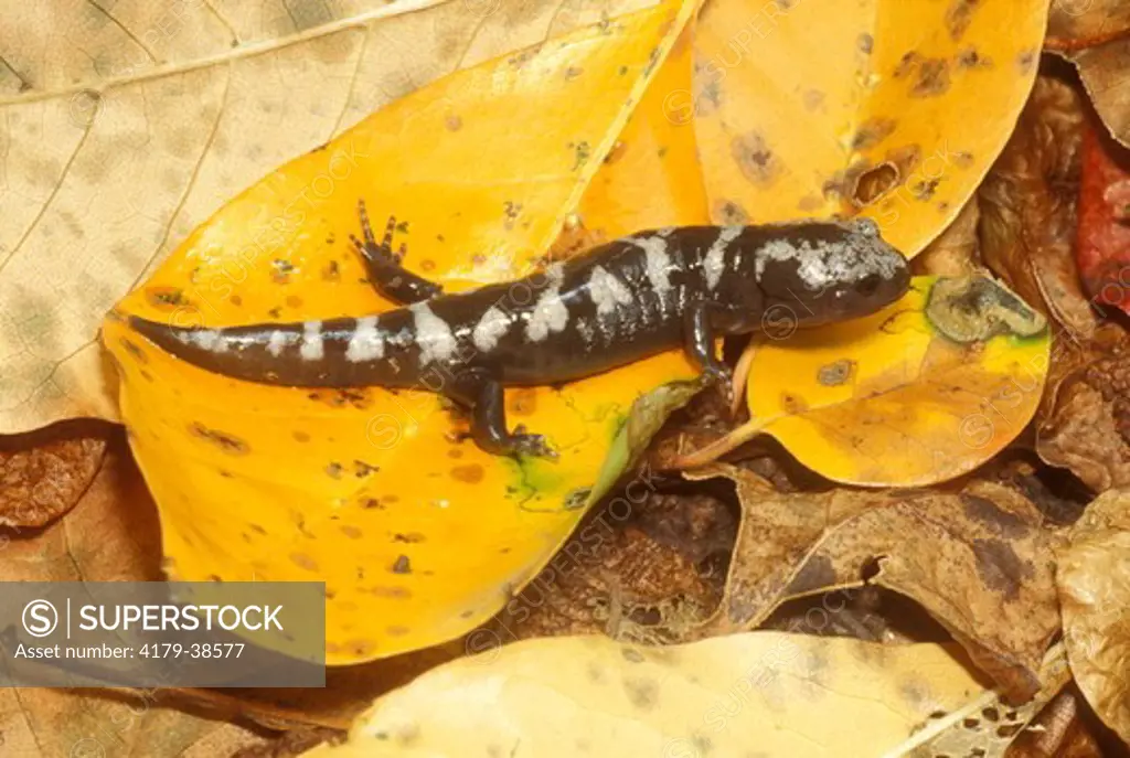 Marbled Salamander (Ambystoma opacum) Juvenile/Blackbird SF/DE Delaware
