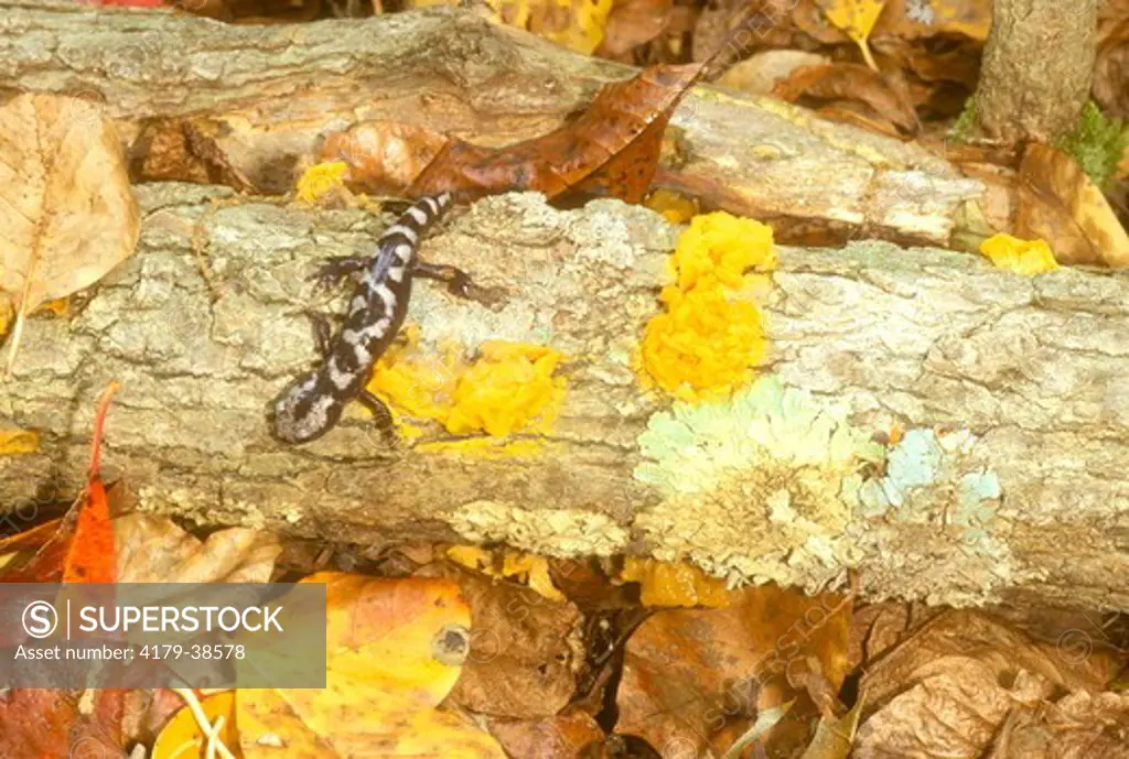 Marbled Salamander,  (Ambystoma opacum) Juvenile /Blackbird SF/DE, Delaware